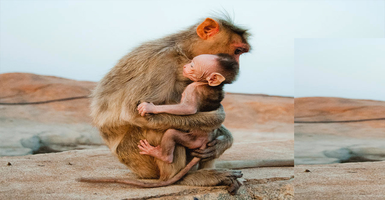 হবিগঞ্জে ঝাঁপিয়ে পড়েও বাচ্চাকে বাঁচাতে পারল না মা বানর!